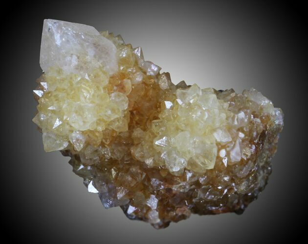 Orange Cactus Quartz Crystals - South Africa #33920
